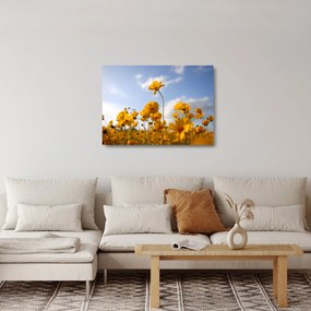 Tablou pe sticlă - Câmp cu flori galben deschis (70x50 cm)