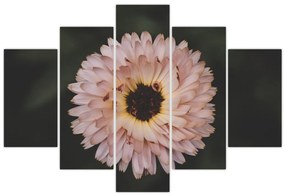 Tablou cu floare portocalie (150x105 cm)