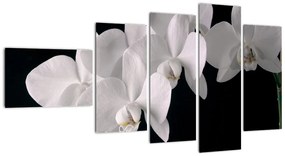 Tablou - orhidee albă (110x60cm)