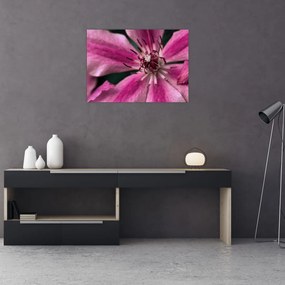 Tablou pe sticlă cu floarea roz de clematis (70x50 cm)