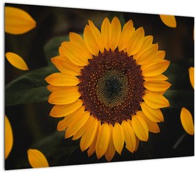 Tablou pe sticlă - Floarea soarelui și petale (70x50 cm)