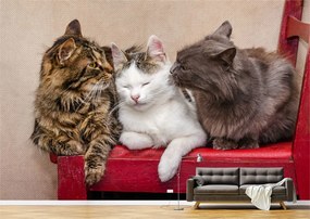 Tapet Premium Canvas - Trei pisici pe scaunul rosu