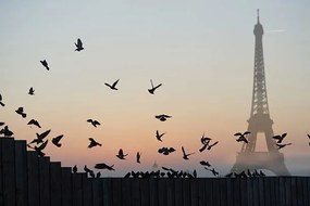 Fotografie Eiffel Tower, Pigeons, Peter Cade