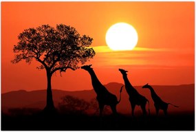 Tablou cu girafe în apus de soare (90x60 cm)