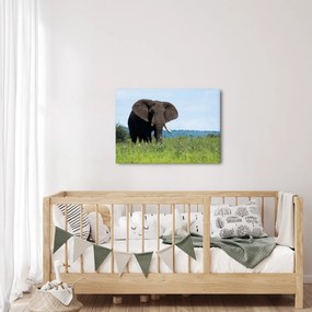 Tablou cu elefant (70x50 cm)