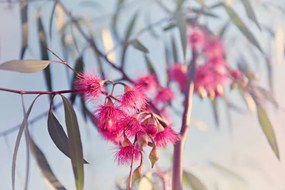 Fotografie Crimson eucalyptus flowers bursting into bloom, Sharon Lapkin