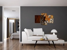 Tablou cu tigrul (90x60 cm)
