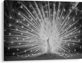Tablou - Păun alb (70x50 cm)