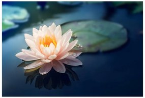 Fototapet Lotus Flower Pond