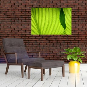 Tablou - Detaliu de frunză verde (90x60 cm)