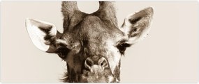 Tablou - Portret de girafă, de epocă (120x50 cm)