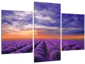 Tablou câmpului cu lavandă (90x60 cm)