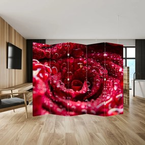 Paravan - floarea trandafirului roșu (210x170 cm)