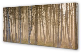 Tablouri canvas copac pădure Sunrise