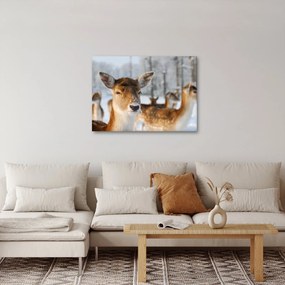 Tablou - Cerbi (70x50 cm)