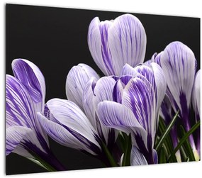 Tablou pe sticlă - Crocus violet (70x50 cm)