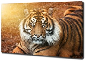 Tablou canvas Tigru bengalez