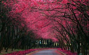 Tablou canvas alee toamna copaci rosii - 100x60cm