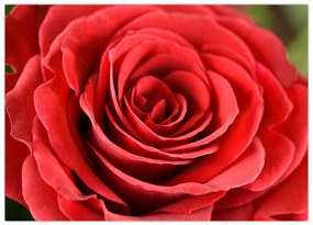 Tablou pe sticlă - Flori de trandafir (70x50 cm)