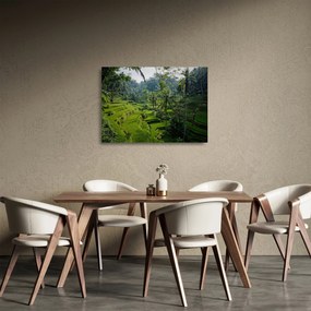 Tablou pe sticlă cu terasele cu orez Tegalalang, Bali (70x50 cm)