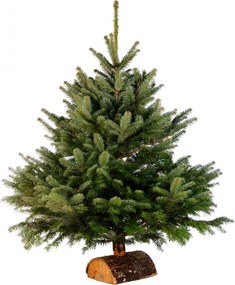 Brad natural de Craciun nordmann TOP QUALITY 100-125 cm