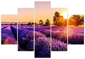 Tablou cu câmp de lavanda (150x105 cm)