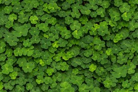 Fototapet, 3D Clover, Rebel Walls