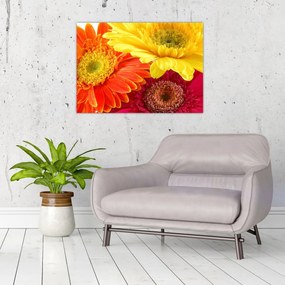 Tablou pe sticlă - Flori Gerbery (70x50 cm)