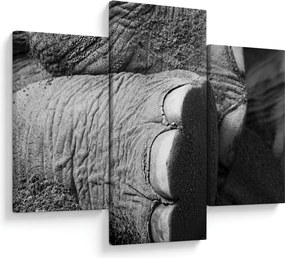 Tablou - Picior de elefant (90x60 cm)