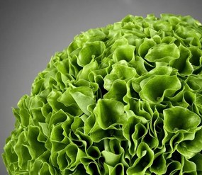 Aranjament floral elegant in forma de sfera, MOLUCELLA SMALL 1141293.60