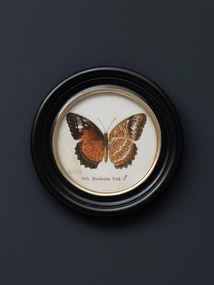 Set 4 tablouri cu fluturi, cu rama din lemn de pin, Butterfly