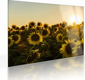 Tablou pe sticlă cu lan de floarea soarelui (70x50 cm)