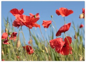 Tablou - Maci (70x50 cm)