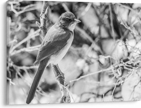 Tablou - Bluebird în timpul iernii (70x50 cm)