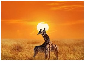 Tablou pe sticlă - Girafe în Parcul Național Serengeti (70x50 cm)