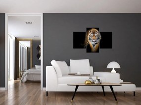 Tablou - Tiger (90x60 cm)