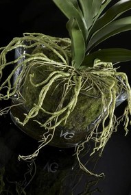 Aranjament floral elegant NEW PLANT VANDA 1141133.95