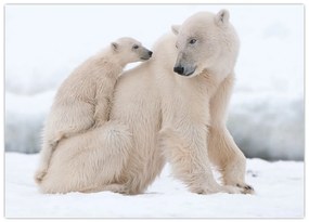 Tablou pe sticlă - Urs polar (70x50 cm)