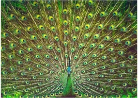 Tablou pe sticlă - Peacock (70x50 cm)