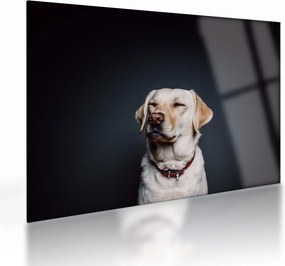 Tablou pe sticlă cu labrador (70x50 cm)
