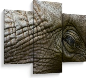 Tablou - Prim-planul ochiului de elefant vechi (90x60 cm)