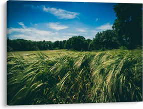Tablou cu linca și pădure (70x50 cm)