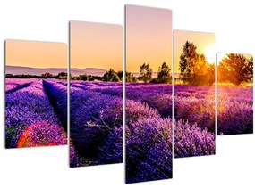 Tablou cu câmp de lavanda (150x105 cm)
