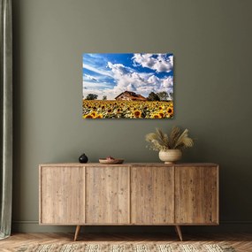 Tablou pe sticlă cu câmp de floarea soarelui (70x50 cm)