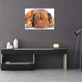 Tablou pe sticlă câinele cu căști (70x50 cm)