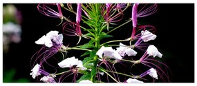 Tablou cu floare (120x50 cm)