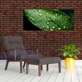 Tablou - Frunză după ploaie (120x50 cm)