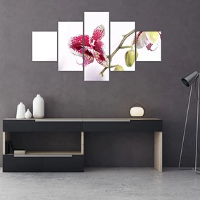Tablou cu floarea de orhidee (125x70 cm), în 40 de alte dimensiuni noi
