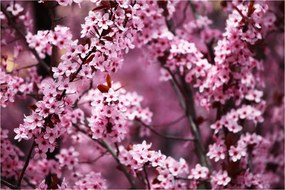 Tablou - Sakura roz (90x60 cm)