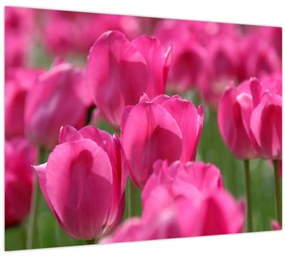 Tablou - Lalele roz (70x50 cm)